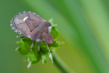 Closeup on a small European bedstraw bug, Dyroderes umbraculatus against a blurred green background