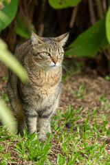 Gato rajado atento em jardim com folhas verdes ao redor.