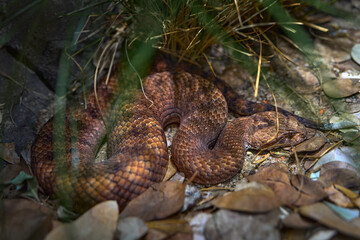 Common death adder, Acanthophis antarcticus, snake in the nature habitat. Viper from Australia, forest habitat. Wildlife in Australia.