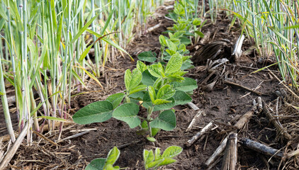 Ground level view of a row of young soybeans growing between rows of a winter rye cover crop. 