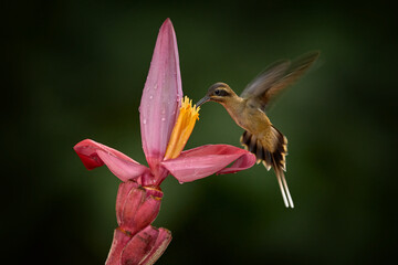 Long-billed Hermit, Phaethornis longirostris, bird in the forest habitat with red bloom. Nature in...