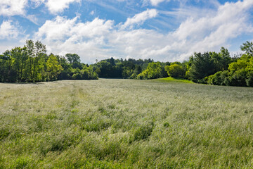 A field of orchard grass hay on a sunny day with white clouds. 