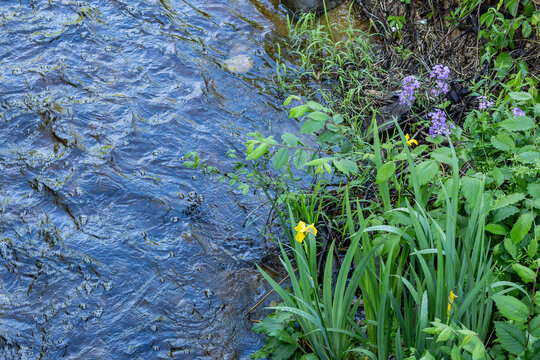 A yellow iris and dame's rocket blooming along a stream. 