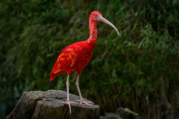 Ibis in the habitat. Scarlet Ibis, Eudocimus ruber, exotic bird in the nature forest habitat. Red bird sitting on the tree branch, beautiful evening sun light, Caroni Swamp, Trinidad and Tobago.