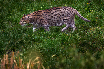 Fishing cat, Prionailurus viverrinus, in the nature habitat, Malaysia. Wild cat in the grass, nature wildlife. Fishing cat, walk in the forest. Rare animal in vegetation.