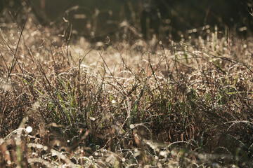 Dry Texas meadow grasses in early morning spring light with dew.