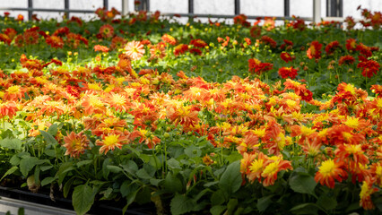 Flower bed in red and yellow in botanical garden