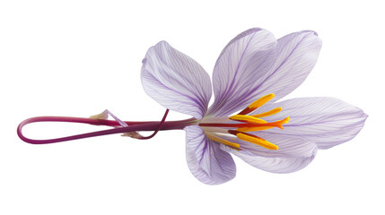 Naklejka premium Saffron crocus flower