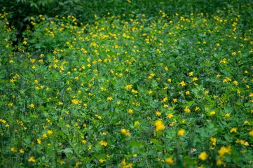 Celandine plant in nature in spring