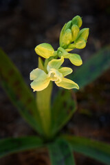 Orchis provincialis, Provence Orchid, Sicily, Italy. Flowering European terrestrial wild orchid, nature habitat. Beautiful detail of bloom, spring sunset from Europe. Wild flower on green meadow.