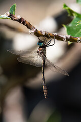 Cordulie à corps fin © Alex TESSIER