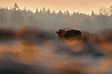 Poland snow winter wildlife. Europhean Bison, Bison bonasus, big brown animal in the nature...