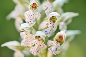Orchis lactea, Milky orchid, Bosco della Ficuzza, Orchid, Sicily, Italy. Flowering European...