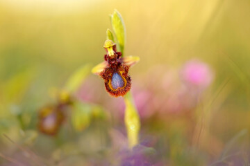 Ophrys speculum, Mirror orchid,  Sicily, Italy. Flowering European terrestrial wild orchid, nature habitat. Beautiful detail of bloom, spring sunset from Europe. Wild flower on green meadow.