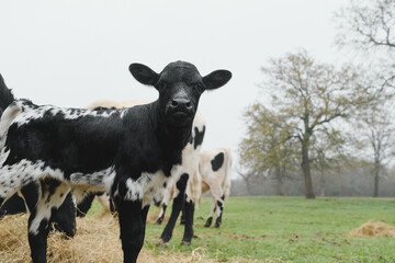 Curious spotted calf on farm closeup, copy space on background.