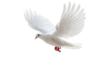 Obraz premium Flying white dove