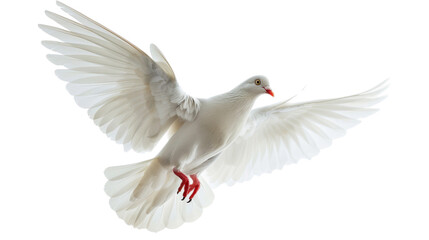 Obraz premium Flying white dove