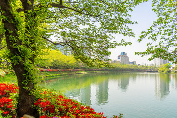 Beautiful flowers and Trees at the Seokchon Lake Park (석촌호수공원) in Seoul, South Korea