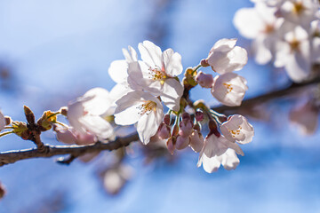 Japanese Cherry blossoms, Sakura, in front of a clear blue sky
