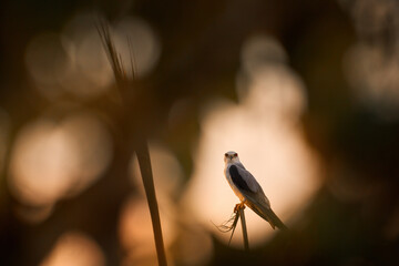 Black-winged kite, Elanus caeruleus, bird of prey sitting on the grass in sunset vegetation. Wildlife scene from African nature. Red eye kite in habitat, Kuala Lumpur, Malaysia. Summer day in nature.