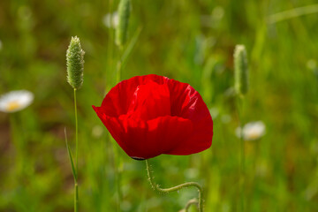 Obraz premium Blooming red flower of papaver on a green background macro photography on a summer day. Poppy with red petals close-up photo in summertime.