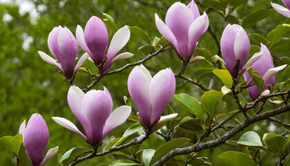 A tree displaying vibrant purple flowers blooming among lush green leaves in a garden setting