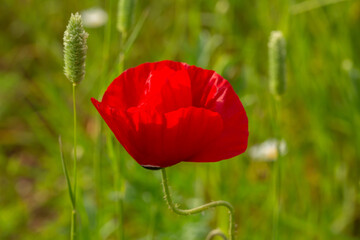 Obraz premium Blooming red flower of papaver on a green background macro photography on a summer day. Poppy with red petals close-up photo in summertime.