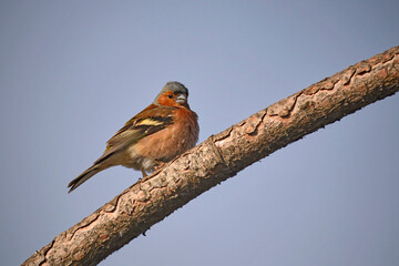 Buchfink ( Fringilla coelebs ).