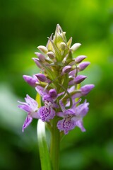 Dactylorhiza majalis. Free nature. Beautiful picture. Orchids of Europe. Western Marsh Orchid