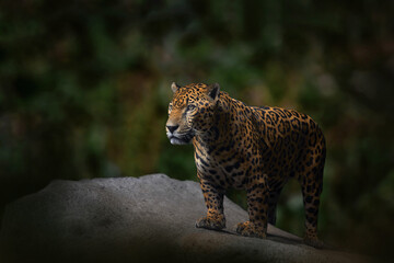 Jaguar in the nature, wild cat in in habitat, Porto Jofre in Brazil. Jaguar in green vegetation, river shore bank with rock, hiden in tree. Hunter in the habitat, South America.