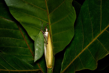 Onomarchus uninotatus, pseudophylline bush cricket from Tettigoniidae, native to Southeast Asia....