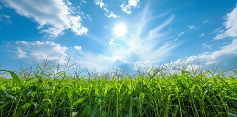Fototapeta premium a cornfield and a blue sky