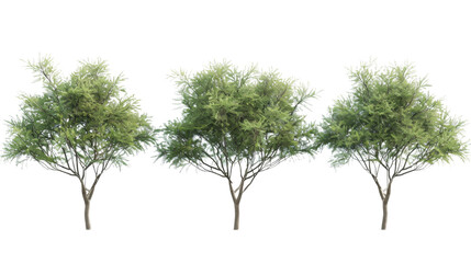 Obraz premium Tree set