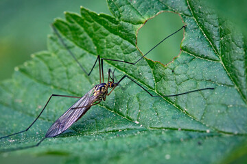 Gefleckte Wiesenschnake ( Nephrotoma appendiculata ).