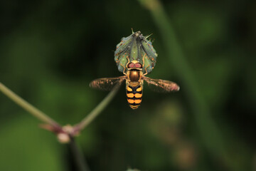 natural eupeodes flower fly photo