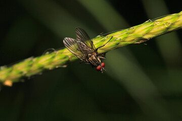 macro photo of housefly facing back