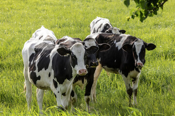 Black and white Holstein heifer calves in a field