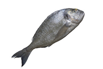 Mediterranean seafood. Fresh raw fish of sea bream. Isolated on white background