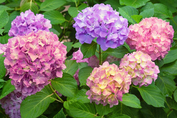 Beautiful pink and purple flowers of hydrangea ( Hydrangea macrophylla ) in garden