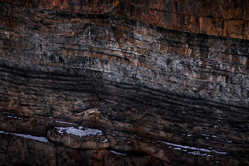 Snow leporad jump in the nature mountain habitat, Spiti Valley, Himalayas in India. Snow leopard...