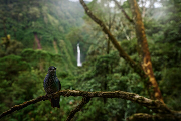 Green-crowned Brilliant, Heliodoxa jacula, sitting brach in habitat. Bird sucking nectar. Wildlife nature. Hummingbird in the habitat, tropic forest with river waterfall. Bird, wide angle lens photo.