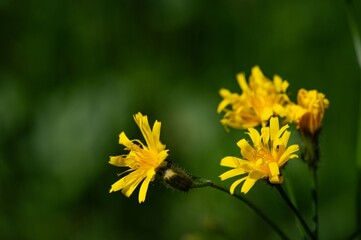 Marsh hawks beard or Crepis paludosa single yellow wildflower closeup on green leaves background on warm sunny day