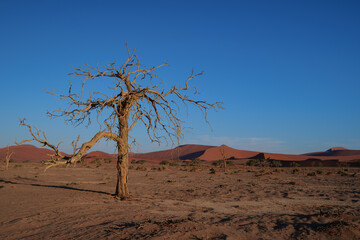 the world's largest sand dunes in Namibia, Africa, sunset colors	