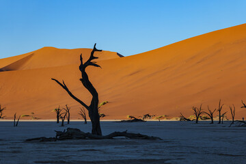 morning shadows and dead trees in Sossusvlei valley, Namib desert, Namibia, South Africa	