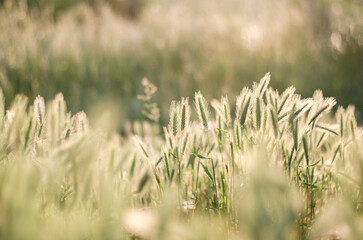  grassy field during sunset
