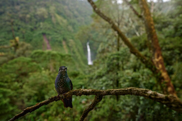 Hummingbird in the habitat, tropic forest with river waterfall. Bird, wide angle lens photo. Green-crowned Brilliant, Heliodoxa jacula, sitting brach in habitat. Bird sucking nectar. Wildlife nature.