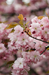 Blooming flowers sakura
