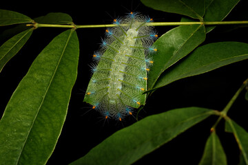 Lexias pardalis, tortoiseshell nice butterfly, feeding leaf in the night forest nature, Kinabatangan river in Borneo, Malaysia. Anglewing in nature, Borneo wildlife. Butterfly caterpillar on the tree.