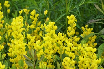 The bright yellow color of the Wild Indigo flowers, with scientific name Baptisia sphaerocarpa