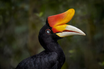 Hornbill in the dark tropic forest. Rhinoceros hornbill, Buceros rhinoceros, big black bird with orange bill beak in the nature habitat. Kinabatangan, Borneo, Malaysia. © ondrejprosicky